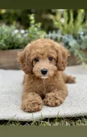 MILA - F1b, a female Cavapoo for sale in North Port, FL – 2 of 3