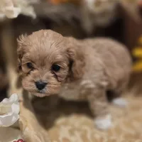 Peaches, a female Cockapoo for sale in Greenville, TX – Photo 1 of 3