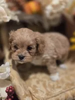 processed/c0b117dd-1e41-44e9-aca4-0b48a41b16d3/listing/629367fc-c672-4f15-ad9f-3d034edaf18e/221a7226-a323-4770-9129-06151875d399