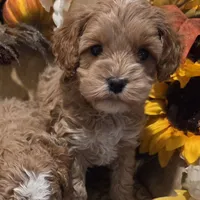 Peaches, a female Cockapoo for sale in Greenville, TX – Photo 3 of 3