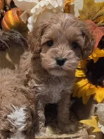 processed/c0b117dd-1e41-44e9-aca4-0b48a41b16d3/listing/629367fc-c672-4f15-ad9f-3d034edaf18e/72273273-acc2-47f6-a565-596b823c7bfe