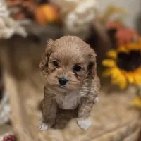 Peaches, a female Cockapoo for sale in Greenville, TX – Photo 2 of 3