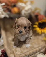 processed/c0b117dd-1e41-44e9-aca4-0b48a41b16d3/listing/629367fc-c672-4f15-ad9f-3d034edaf18e/a66d43cd-0bcd-43f0-9c23-1ff28285b18e