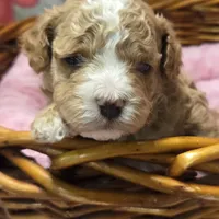 Baby april, a female Cockapoo for sale in Greenville, TX – Photo 1 of 6