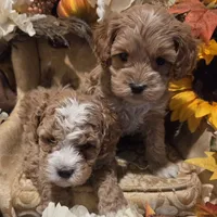 Baby april, a female Cockapoo for sale in Greenville, TX – Photo 6 of 6