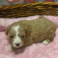 Baby april, a female Cockapoo for sale in Greenville, TX – Photo 2 of 6