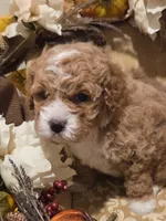 processed/c0b117dd-1e41-44e9-aca4-0b48a41b16d3/listing/699789ff-9d1c-4ee1-8603-10a412ea1892/b256dc95-cde8-4947-9c82-347befba32f2