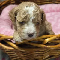 Baby april, a female Cockapoo for sale in Greenville, TX – Photo 3 of 6