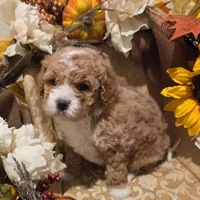 Baby april, a female Cockapoo for sale in Greenville, TX – Photo 5 of 6