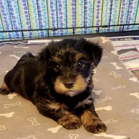 Teddy, a male Yorkipoo for sale in Greenville, TX – Photo 4 of 4