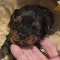 Teddy, a male Yorkipoo for sale in Greenville, TX – Photo 3 of 4