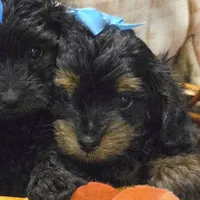 Teddy, a male Yorkipoo for sale in Greenville, TX – Photo 2 of 4