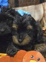 processed/c0b117dd-1e41-44e9-aca4-0b48a41b16d3/listing/72203a4e-05b4-4b26-93ac-2fabb895c289/bf04758c-b10a-441a-adb4-cac611e1b53d