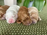 Red princess, a female Cockapoo for sale in Greenville, TX – Photo 5 of 5