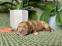 Red princess, a female Cockapoo for sale in Greenville, TX – Photo 3 of 5