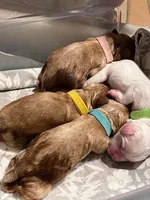 Red princess, a female Cockapoo for sale in Greenville, TX – Photo 2 of 5