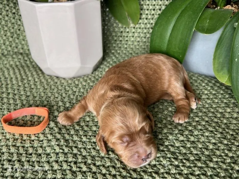 Red princess, a female Cockapoo for sale in Greenville, TX – Photo 1 of 5