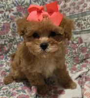 Ruby red, a female Yorkipoo for sale in Greenville, TX – Photo 3 of 4