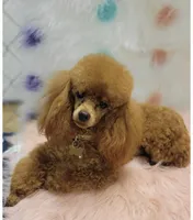 Ruby red, a female Yorkipoo for sale in Greenville, TX – Photo 2 of 4