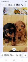 Ruby red, a female Yorkipoo for sale in Greenville, TX – Photo 1 of 4