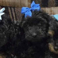 Lola, a female Yorkipoo for sale in Greenville, TX – Photo 3 of 4