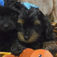 Lola, a female Yorkipoo for sale in Greenville, TX – Photo 2 of 4