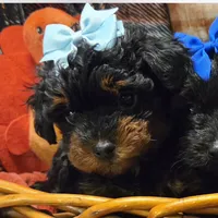 Lola, a female Yorkipoo for sale in Greenville, TX – Photo 1 of 4