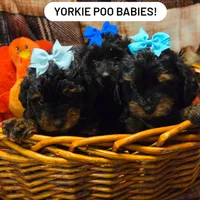 Lola, a female Yorkipoo for sale in Greenville, TX – Photo 4 of 4