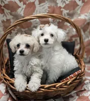 Kingston, a male Poodle - Toy  for sale in Greenville, TX – Photo 3 of 4