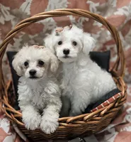 Kingston, a male Poodle - Toy  for sale in Greenville, TX – Photo 1 of 4