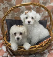 Kingston, a male Poodle - Toy  for sale in Greenville, TX – Photo 2 of 4