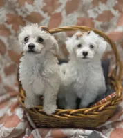 Kingston, a male Poodle - Toy  for sale in Greenville, TX – Photo 4 of 4