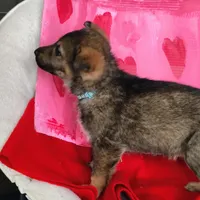 Light blue, a female German Shepherd Dog for sale in Lawrenceburg, KY – Photo 1 of 6