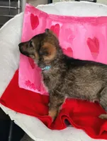 Light blue, a female German Shepherd Dog for sale in Lawrenceburg, KY – Photo 1 of 6