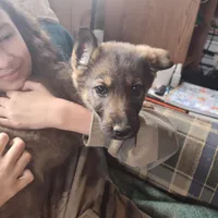 Light blue, a female German Shepherd Dog for sale in Lawrenceburg, KY – Photo 6 of 6