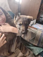 Light blue, a female German Shepherd Dog for sale in Lawrenceburg, KY – Photo 6 of 6