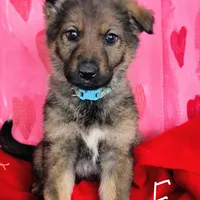 Light blue, a female German Shepherd Dog for sale in Lawrenceburg, KY – Photo 3 of 6