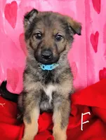 Light blue, a female German Shepherd Dog for sale in Lawrenceburg, KY – Photo 3 of 6