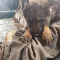 Light blue, a female German Shepherd Dog for sale in Lawrenceburg, KY – Photo 5 of 6