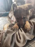 Light blue, a female German Shepherd Dog for sale in Lawrenceburg, KY – Photo 5 of 6