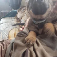 Light blue, a female German Shepherd Dog for sale in Lawrenceburg, KY – Photo 4 of 6