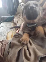 Light blue, a female German Shepherd Dog for sale in Lawrenceburg, KY – Photo 4 of 6