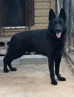 Jack, a male German Shepherd Dog for sale in Lawrenceburg, KY – 6 of 9