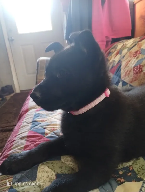 Jill – German Shepherd Dog puppy for sale in Lawrenceburg, KY