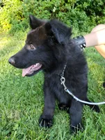 Jack, a male German Shepherd Dog for sale in Lawrenceburg, KY – 3 of 9