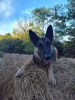 Pink , a female German Shepherd Dog for sale in Lawrenceburg, KY – 7 of 8