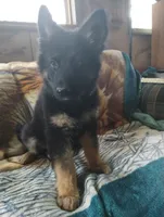 Sam, a male German Shepherd Dog for sale in Lawrenceburg, KY – 2 of 10