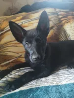 Pink , a female German Shepherd Dog for sale in Lawrenceburg, KY – 4 of 8