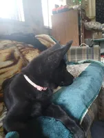 Pink , a female German Shepherd Dog for sale in Lawrenceburg, KY – 3 of 8