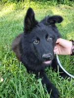 Jack, a male German Shepherd Dog for sale in Lawrenceburg, KY – 4 of 9
